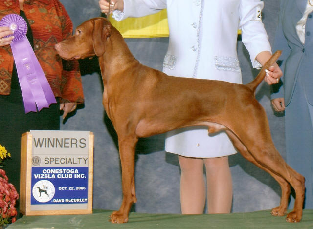 Cameo vizsla sale